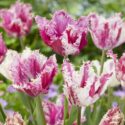 Tulipa Fringed ‘Purple Circus’