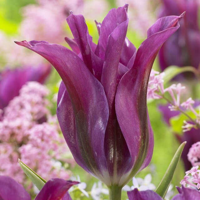 Tulipa Green ‘Purple Doll’