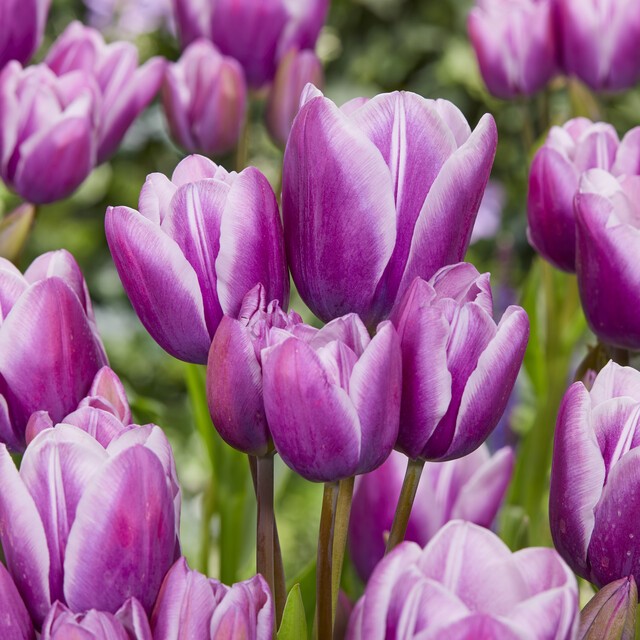 Tulipa Multi-Flowering ‘Purple Elegance’