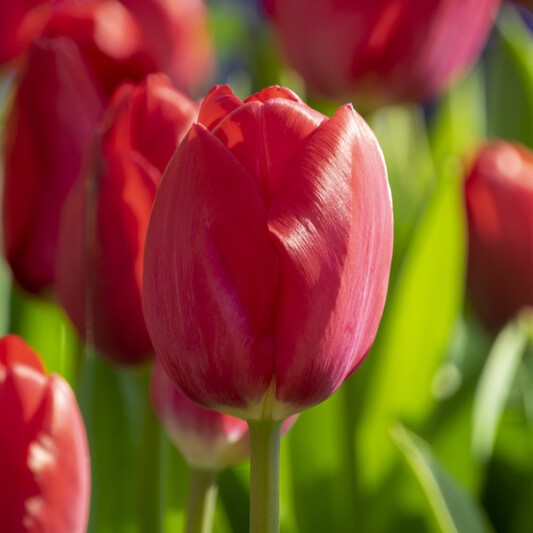 Tulipa Darwin Hybrid ‘Red Van Eijk’