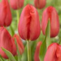 Tulipa Single Late ‘Sky High Scarlet’