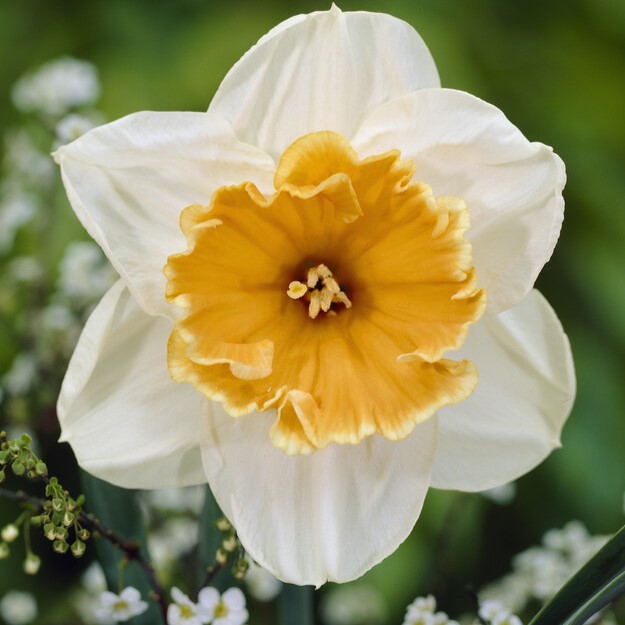 Narcissus Large Cupped ‘Soestdijk’