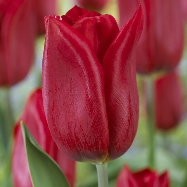 Tulipa Triumph ‘Strong Love’