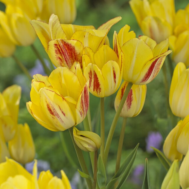 Tulipa Multi-Flowering ‘Sunshine Club’