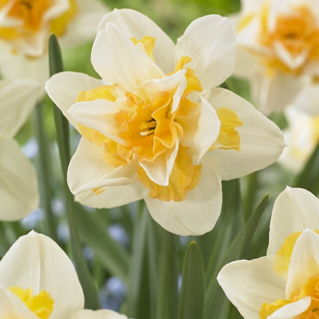 Narcissus Double ‘Sweet Desire’
