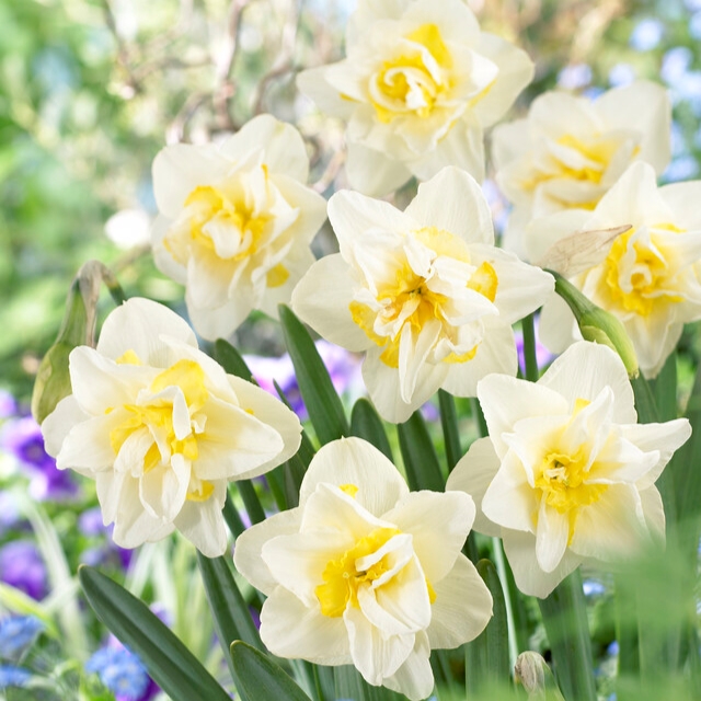 Narcissus Double ‘White Lion’