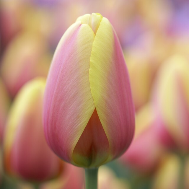 Tulipa Darwin Hybrid ‘World Peace’