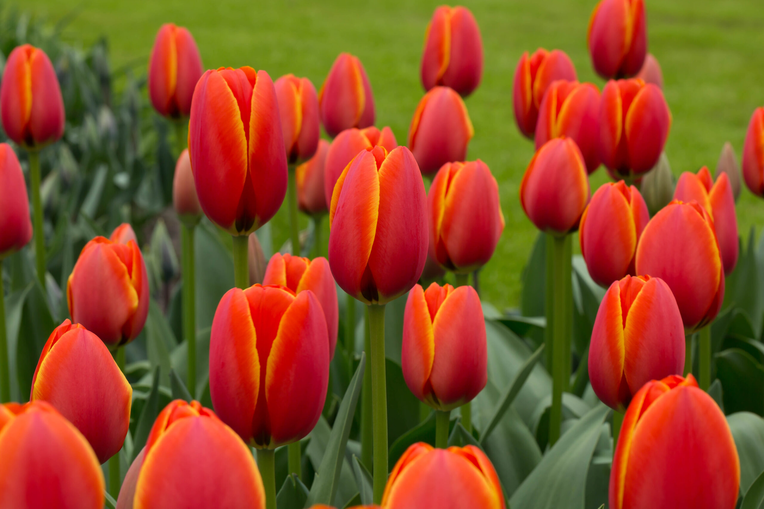 Tulipa Darwin Hybrid World s Favorite Ruigrok Flowerbulbs