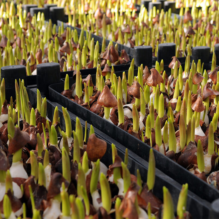 Vente en gros de bulbes à fleurs directement du producteur | Ruigrok ...