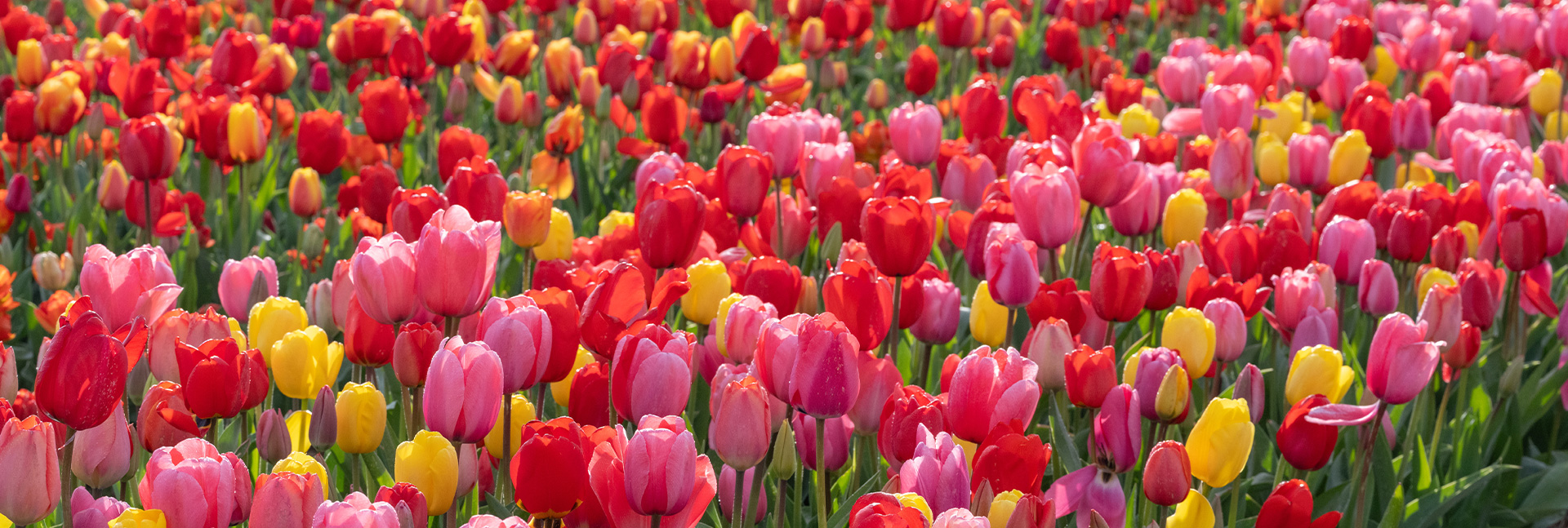 U-Pick Ruigrok Flowerbulbs